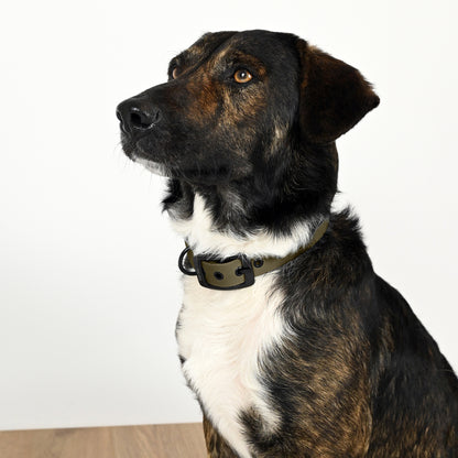 Biothane Hundehalsband Khaki mit Hund