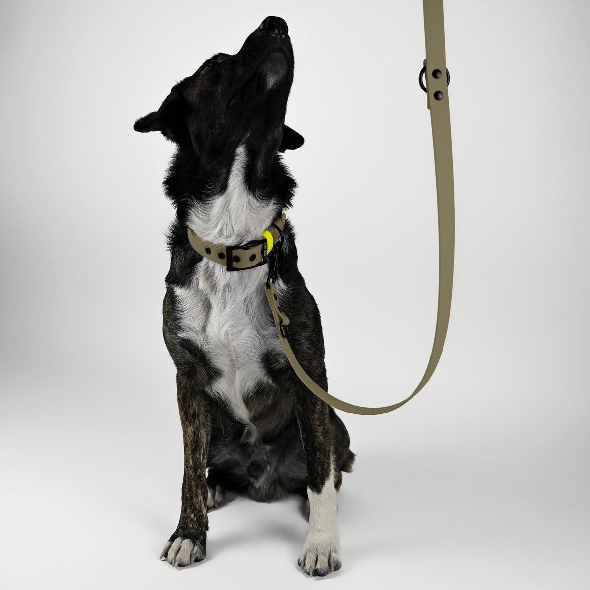 Biothane Hundeleine beige und gelb mit Hund