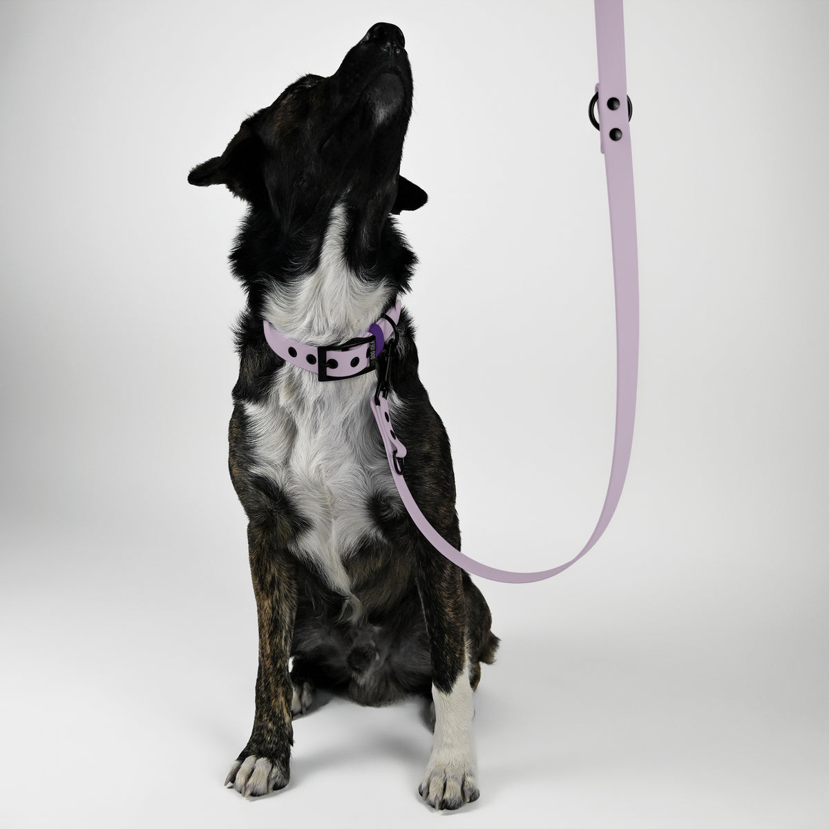 Biothane Hundeleine lavendel mit Hund