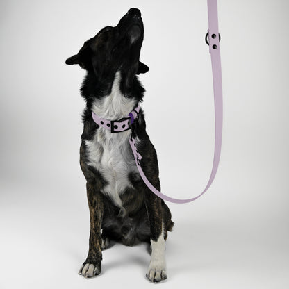 Biothane Hundeleine lavendel mit Hund