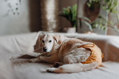 Lills Läufigkeitshose Amber Hund liegend