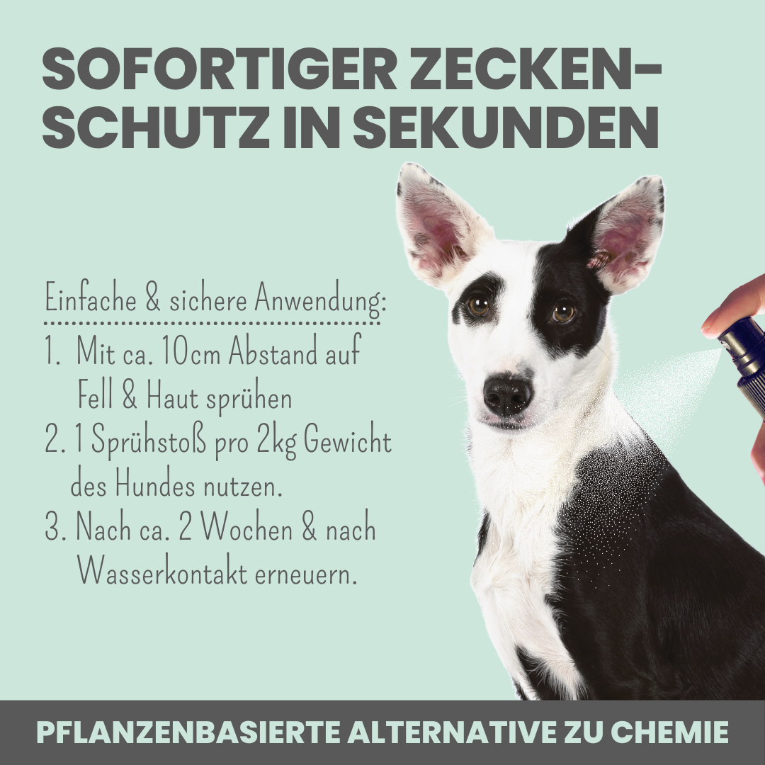 noms+ Zpray Anwendung