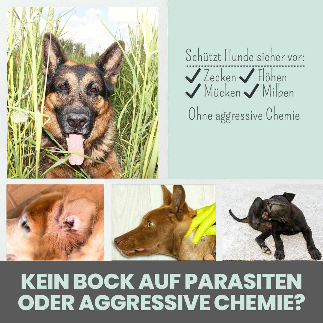 Zpray | gegen Zecken und Flöhe