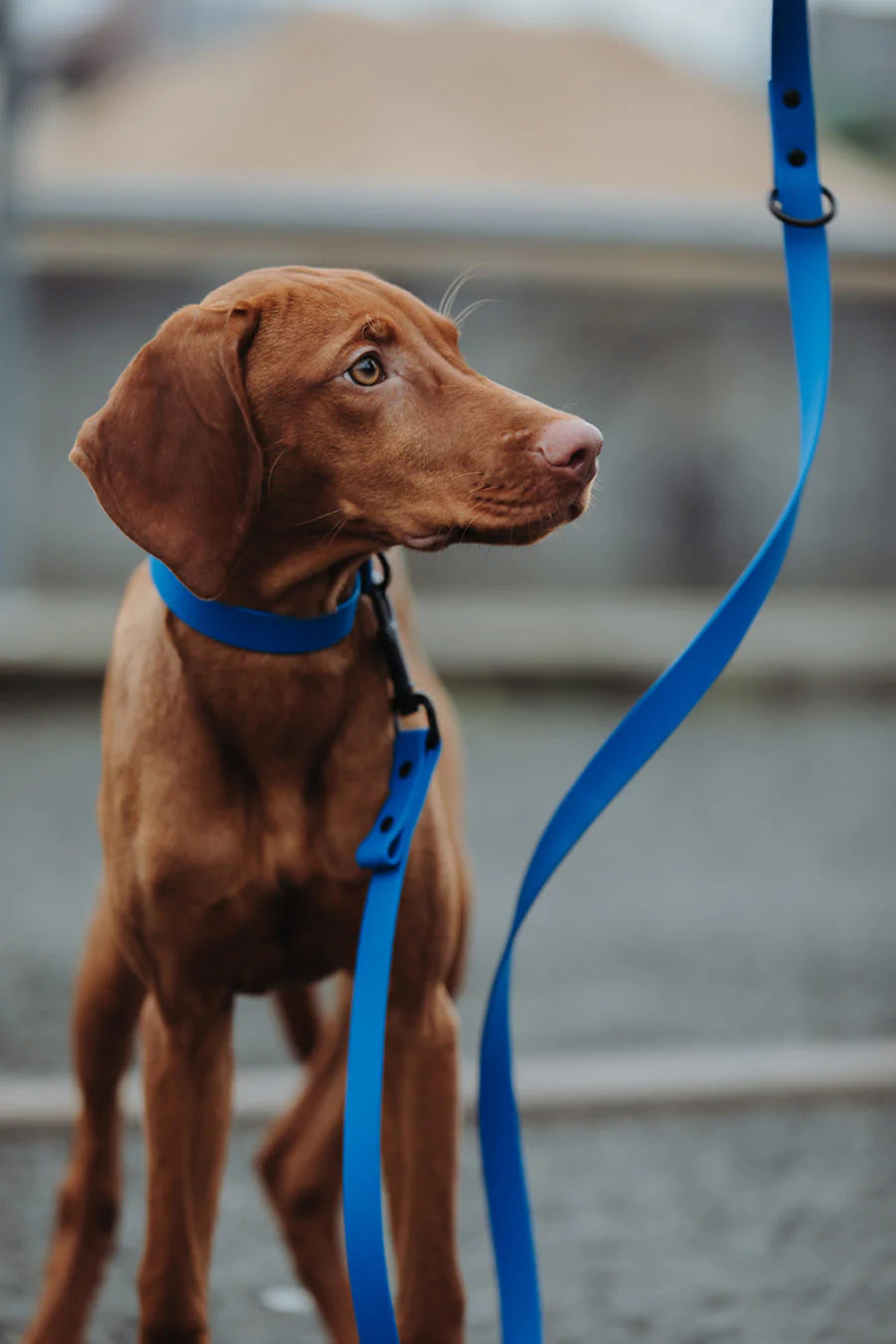 Biothane Set blau Hunde steht