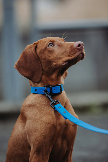 Biothane Set blau Hund sitzt