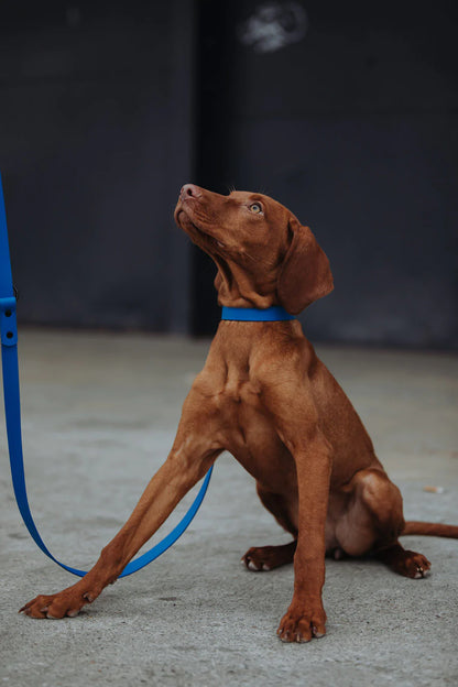 Biothane Set blau Hund sitzt