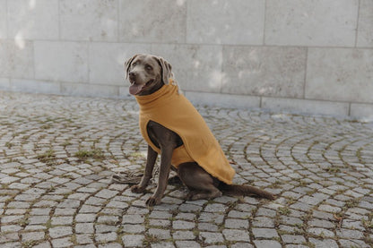 Hundepullover Amber Hund sitzend