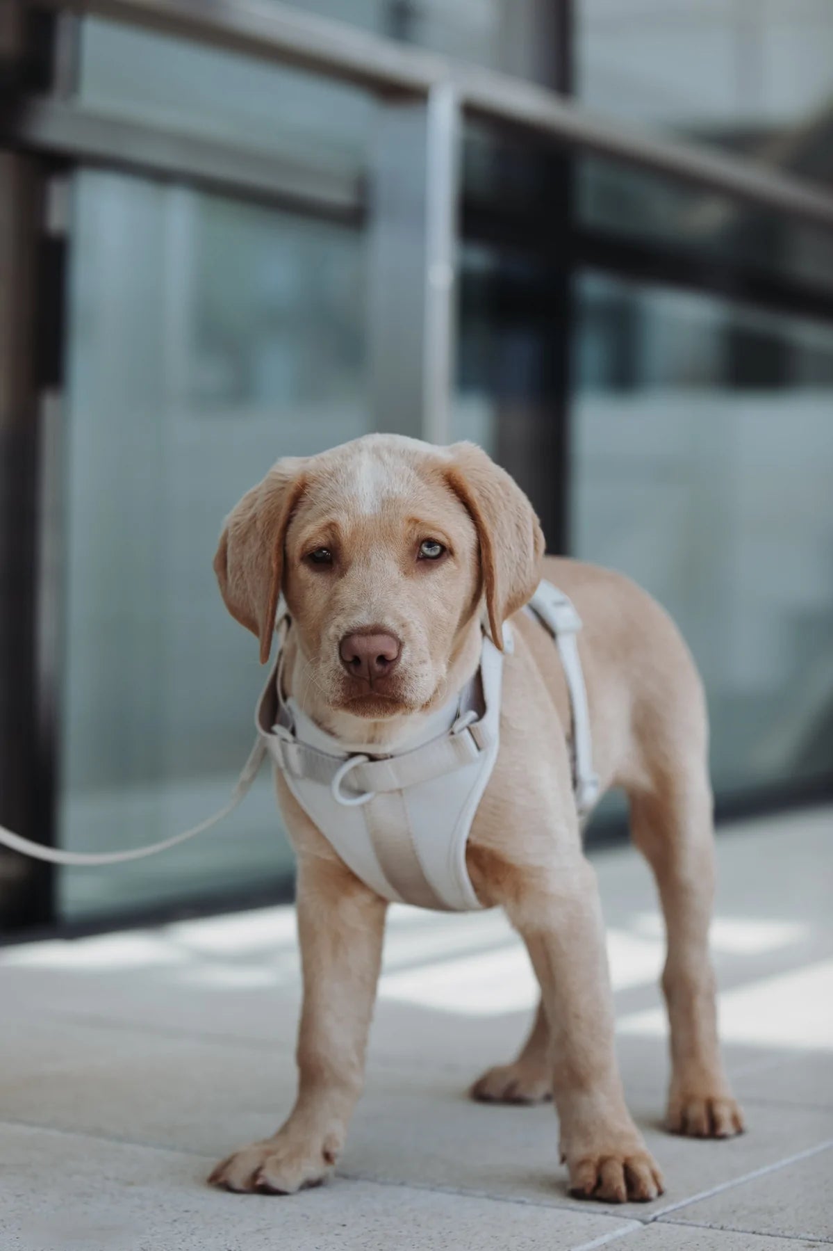 Hundegeschirr Neo grau Hund steht