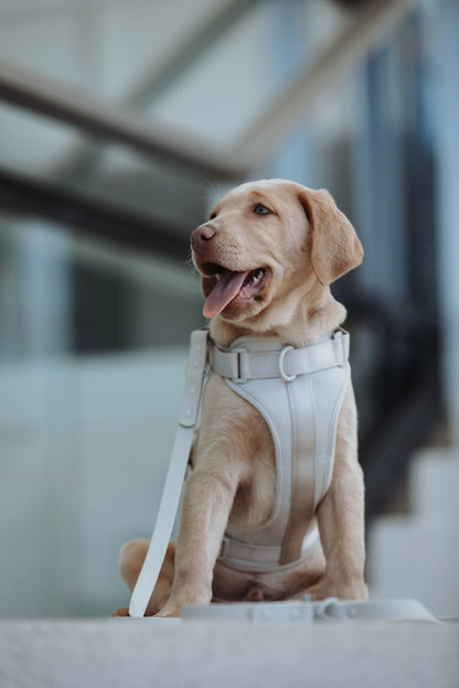 Hundegeschirr Neo grau Hund sitzt
