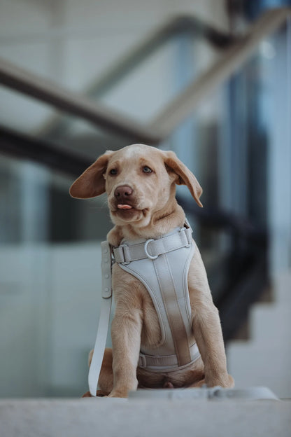 Hundegeschirr Neo grau Hund aufmerksam