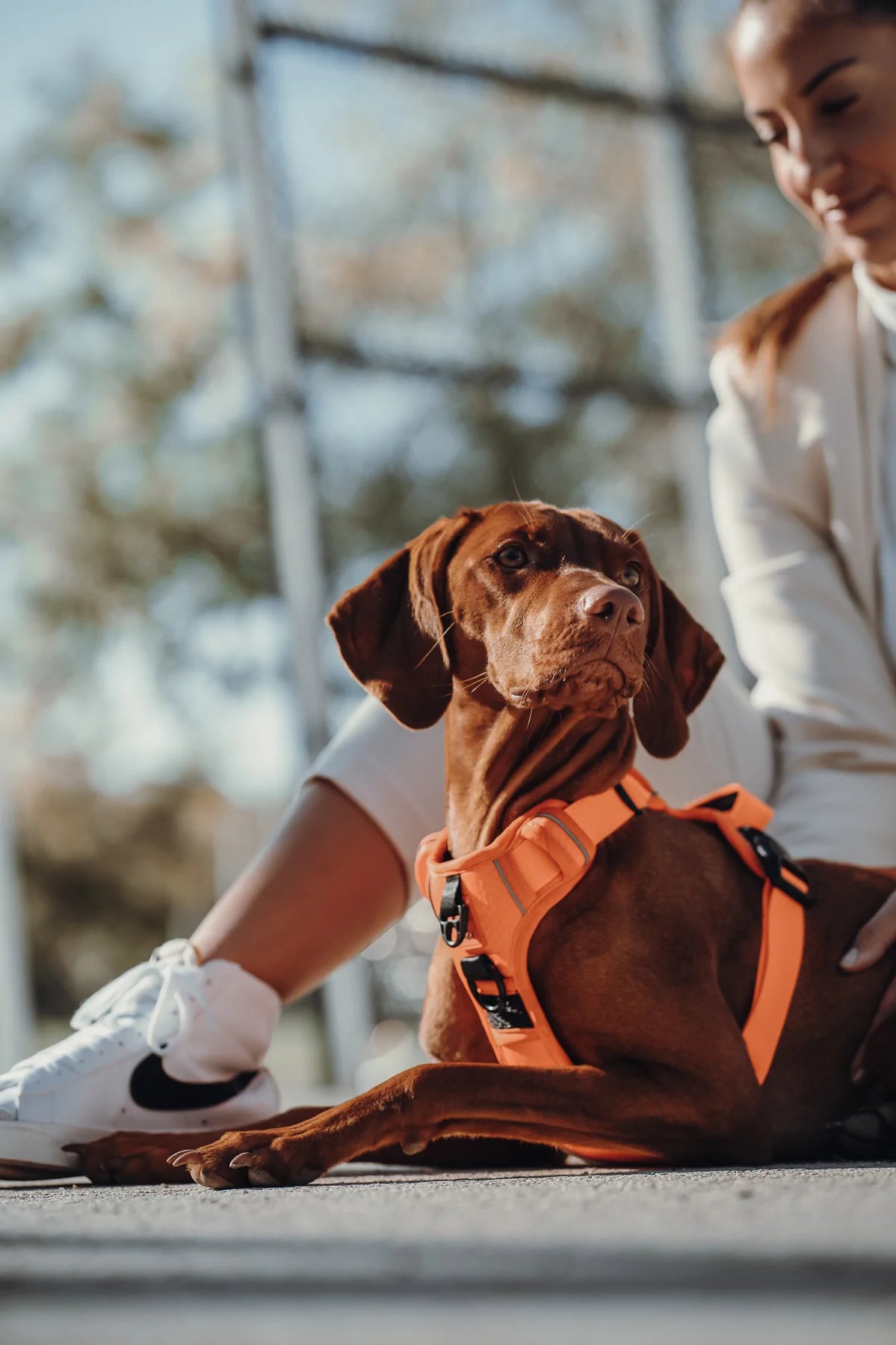 Thomas & Henry Essential Geschirr orange mit Hund