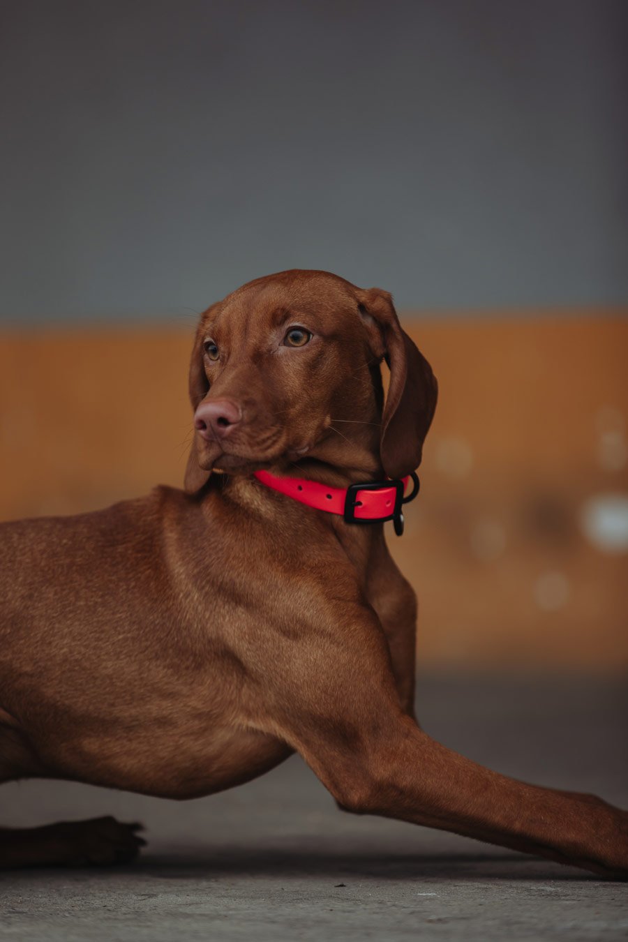 Biothane Set Halsband und Leine in pink von Thomas & Henry mit Hund