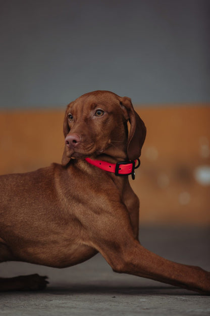 Biothane Set Halsband und Leine in pink von Thomas & Henry mit Hund